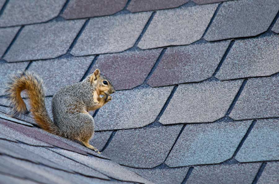 How to Choose the Right Roofing Material for Your Home