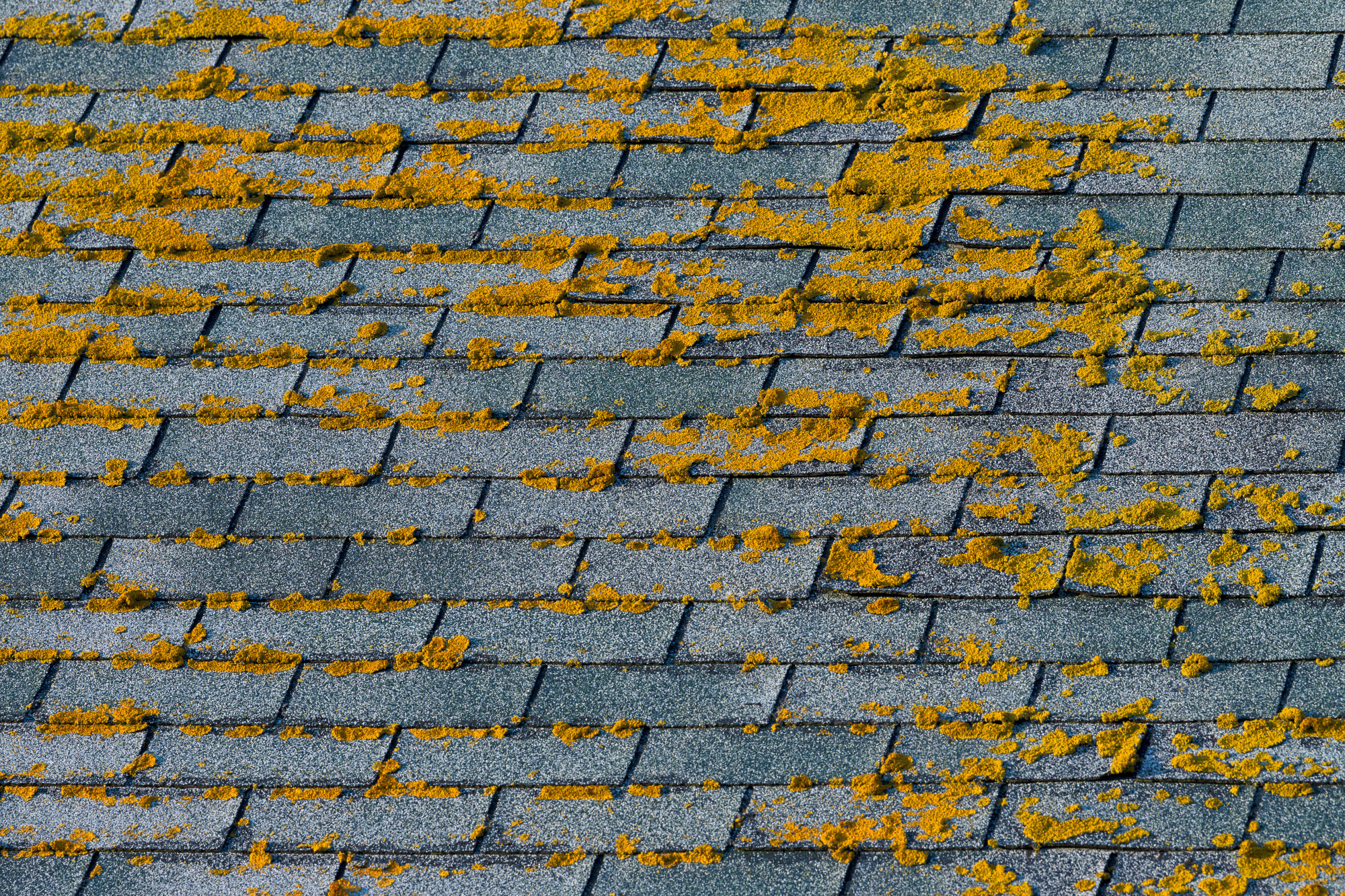 A common roof in San Antonio, TX.